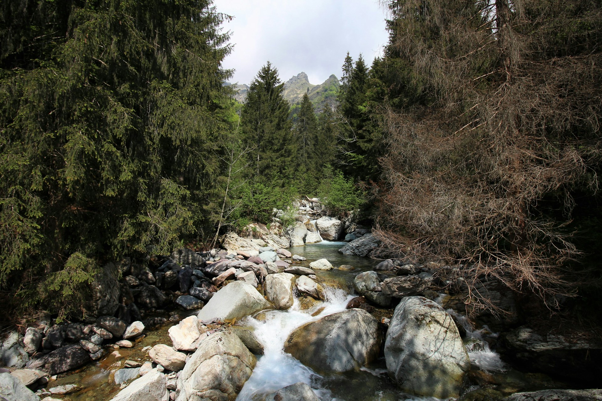Val Sanguigno — vallata alpina con larici